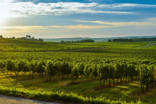 Crise viticole et reconfiguration des vignobles : comprendre les dynamiques 2025